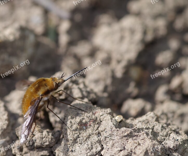 Bee Tongue Proboscis Wildlife Insect