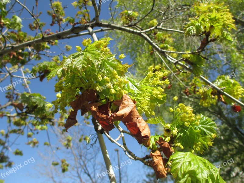 Leaf Tree Spring Fall Green