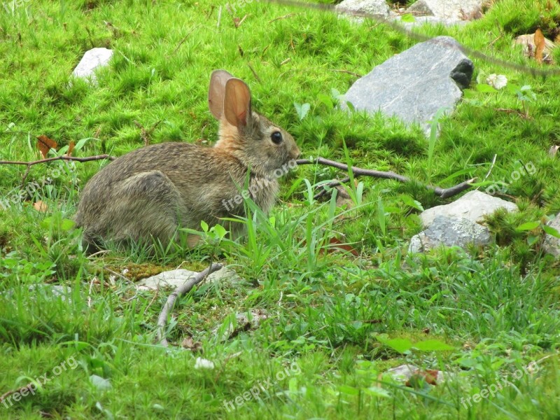 Bunny Rabbit Wildlife Mammal Cute