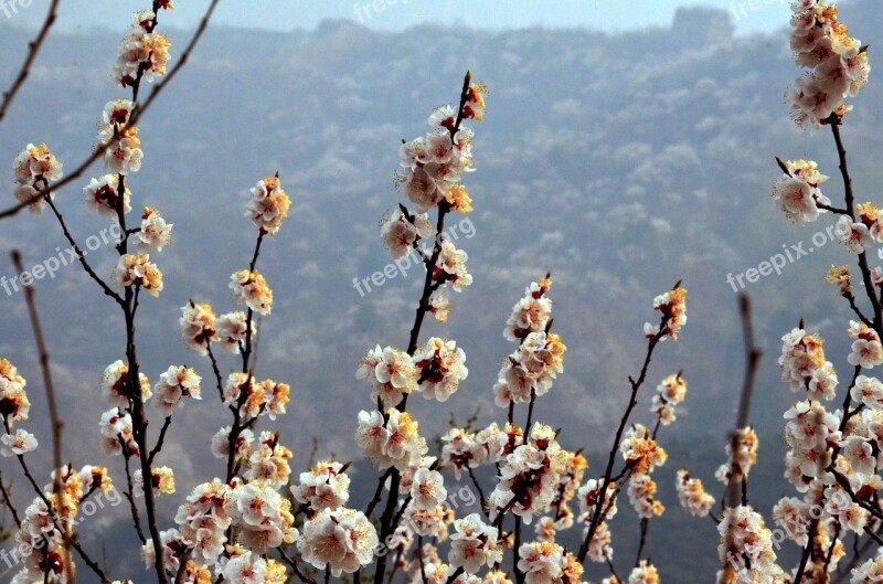 Flower Blossom Bloom Plant Color