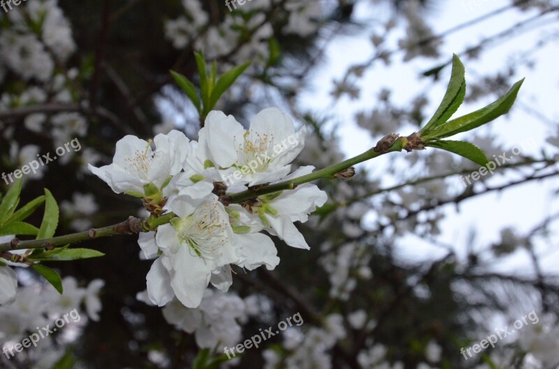 Flower White Blossom Bloom Plant