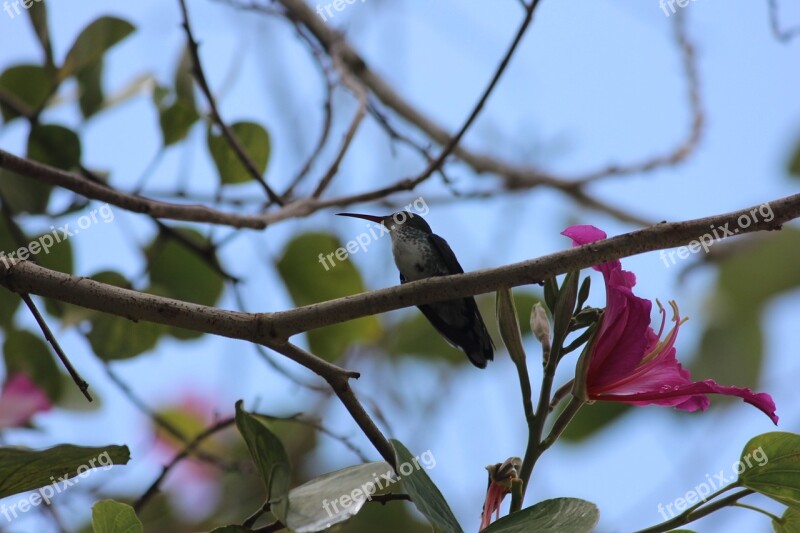 Hummingbird Bird Hummingbird Bush Sitting Bird Free Photos