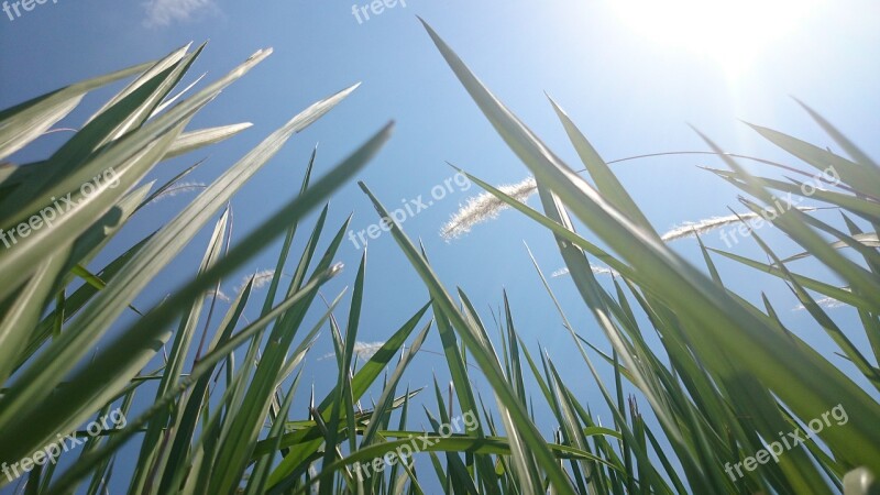 Grass Green Sky Plant Blue