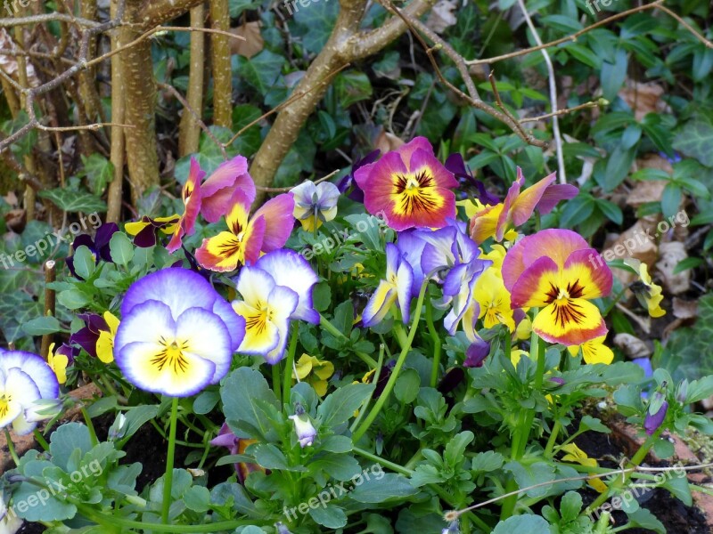 Violets Flowers Garden Nature Spring