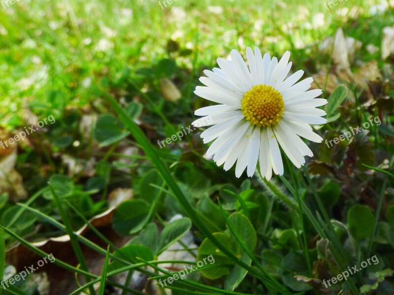 Daisy Flower Nature Garden White