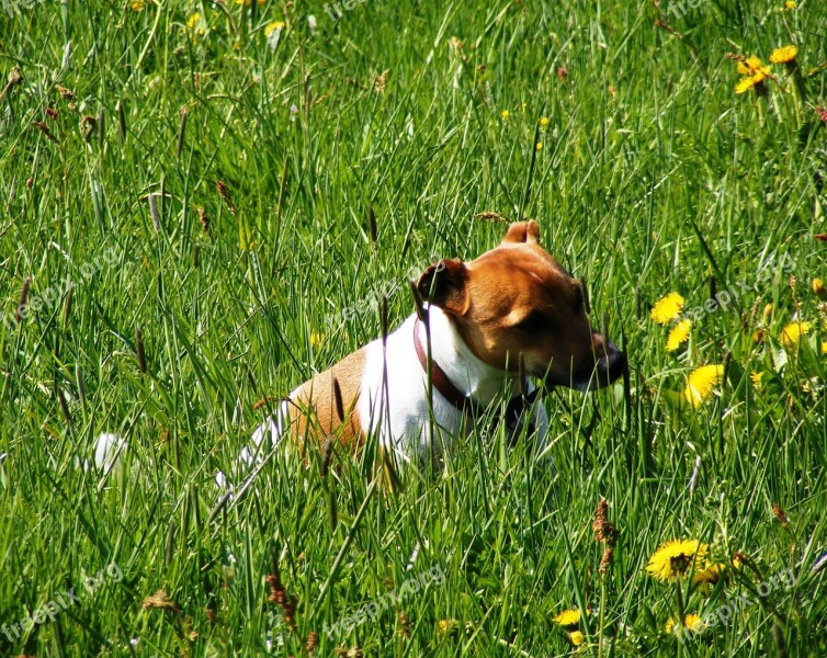 Dog Meadow Green Animal Small Dog