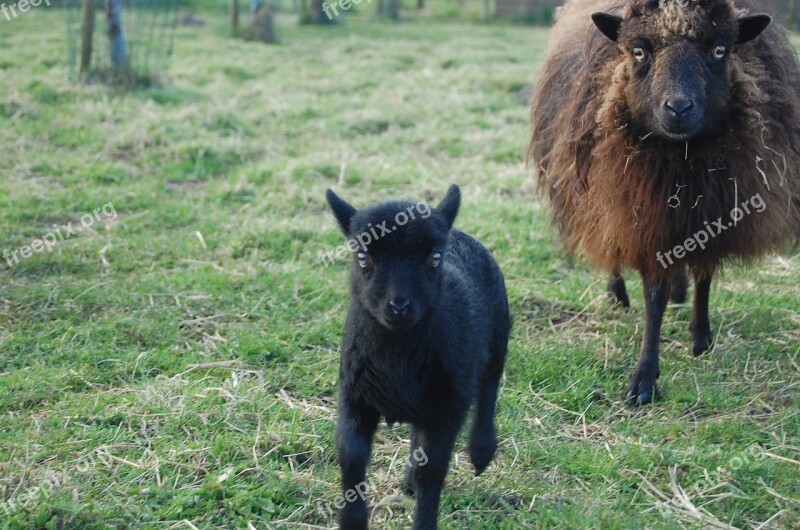 Sheep Lamb Grass Spring Racing