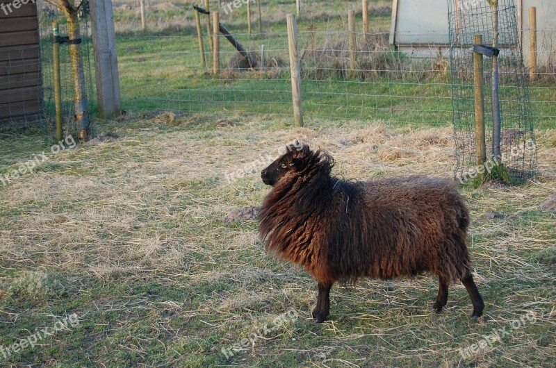 Sheep Black Brown Animal Free Photos