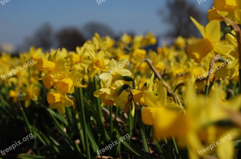 Narcis Flowers Flower Flowers Field Nature