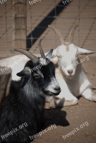 Goat Zoo Black White Animal