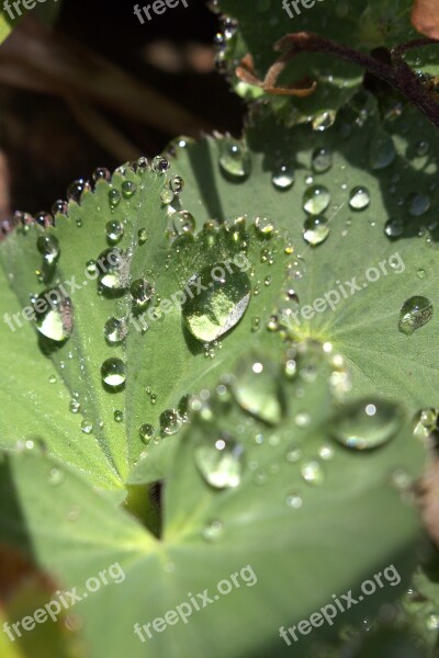 Dewdrop Leaf Close Up Dew Drops On Leaf Nature