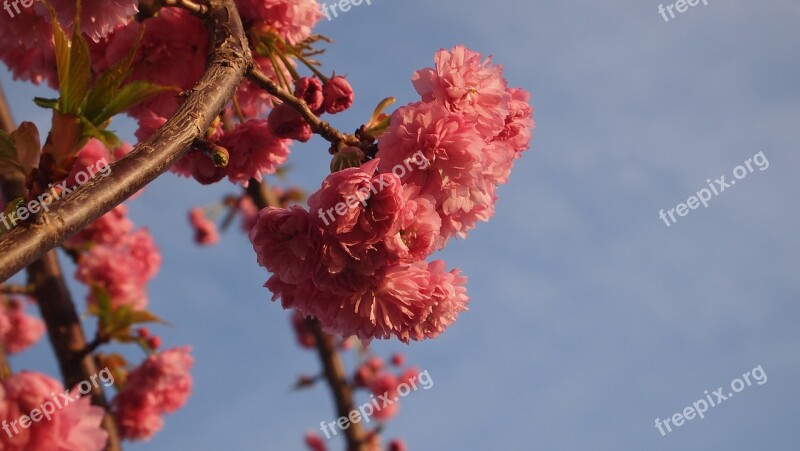 Blue Sky Blossom Pink Nature Spring