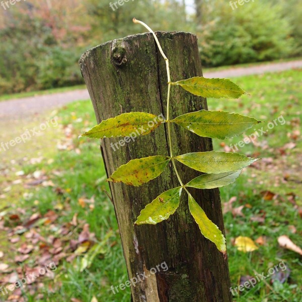 Autumn Sprig Pole Hang Green