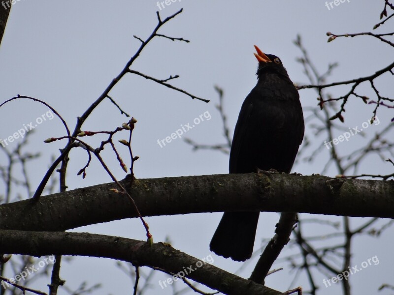 Blackbird Songbird Black Plumage Animal Turdus Merula