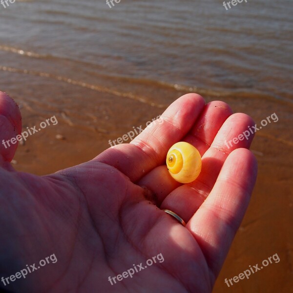 Shell Hand Yellow Stick Beach