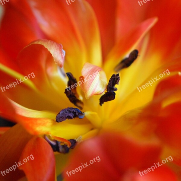 Tulip Stamens Red Yellow Open