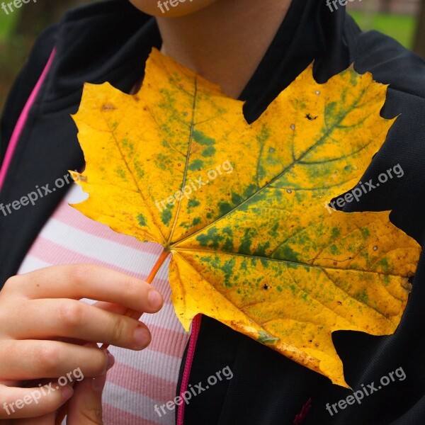 Maple Sheet Hand Fingers Yellow