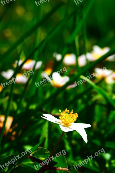 Wood Anemone Spring Blossom Bloom Wild Flower