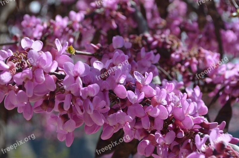 Flowers Spring Color Purple Nature