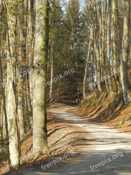 Forest Path Forest Trees Landscape Away