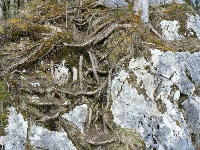 Root Tree Roots Rooted Magic Forest Hintersee