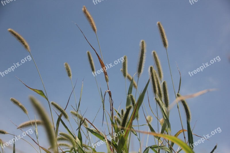 Spring Grass Plush Grass Free Photos