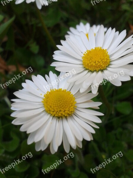 Daisy White Yellow Flower Spring