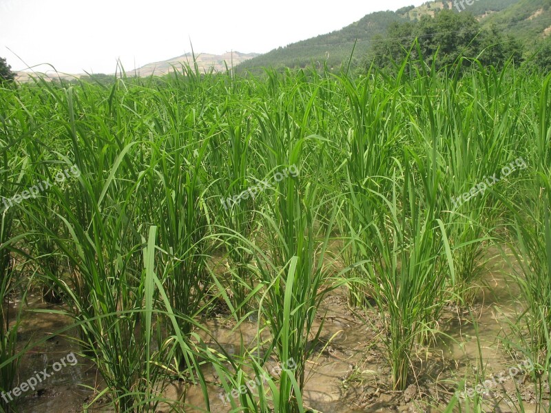 Rice Farm Agriculture Countryside Farmland