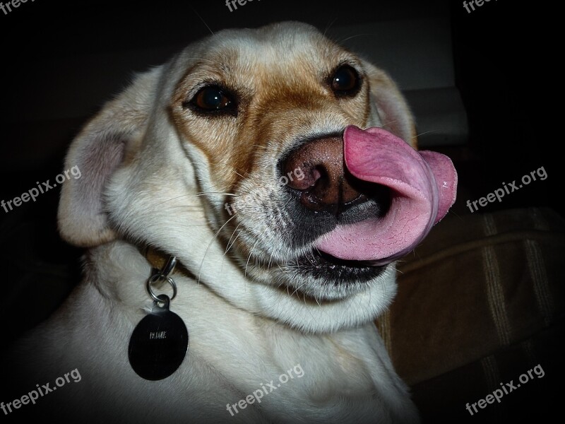 Dog Lick Tongue Canine Cute