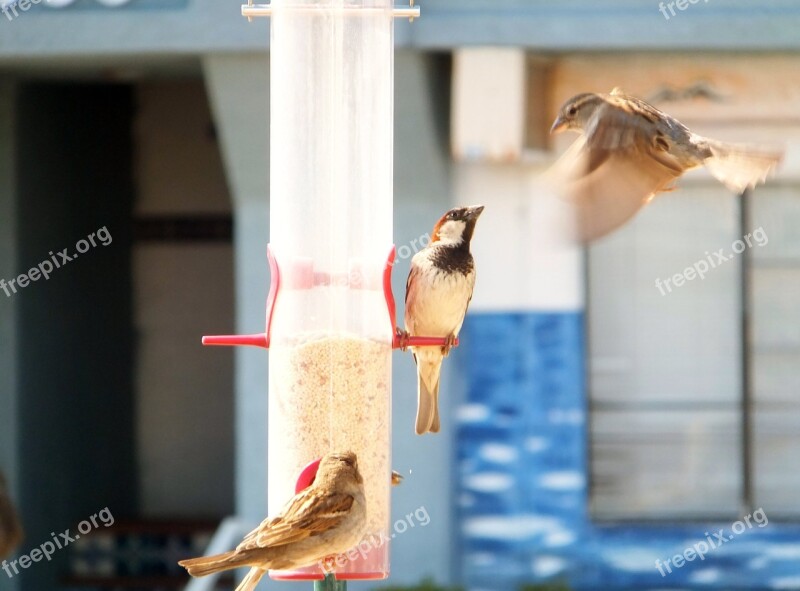 Birds Pecking Order Bird Feeder Animals Eating