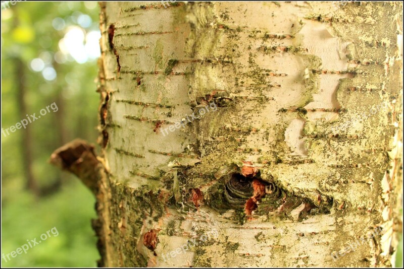 The Bark Birch White Tree Forest