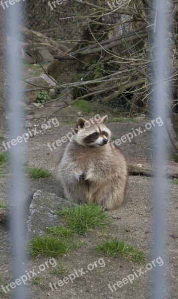 Raccoon Zoo Animal Sweet Free Photos