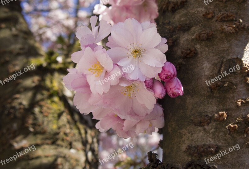 Cherry Blossoms Pink Spring Free Photos