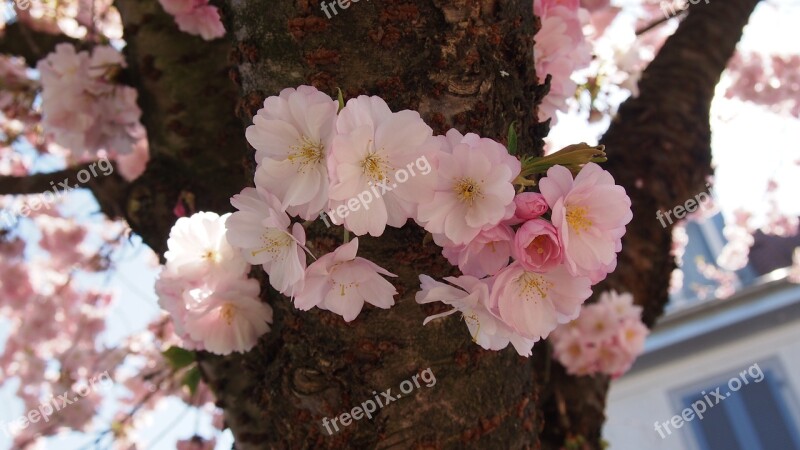 Cherry Blossoms Pink Spring Free Photos