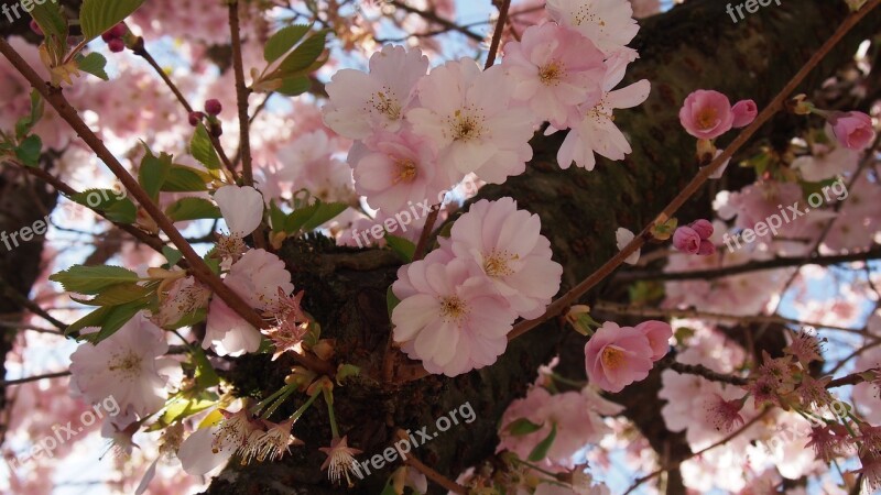 Cherry Blossoms Pink Spring Free Photos