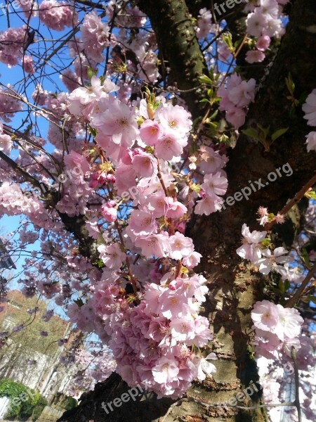 Cherry Blossoms Spring Pink Free Photos