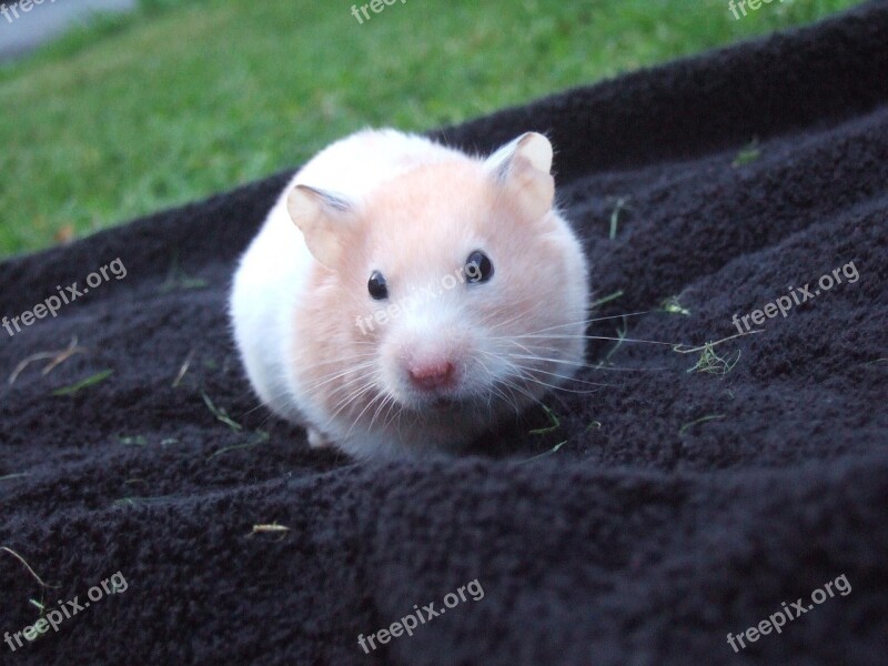 Hamster Cute Small Towel Fluffy