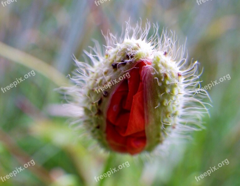 Poppy Bud Hairy Free Photos