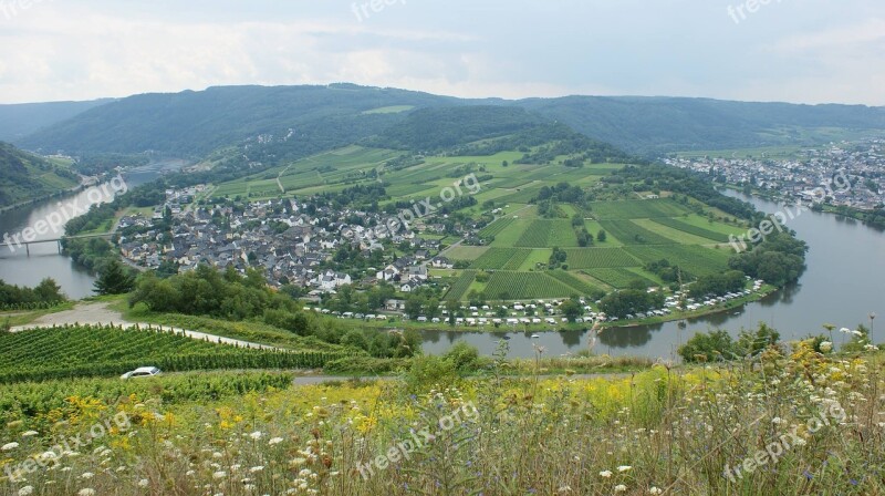 Germany Nature Summer Flower Bloom