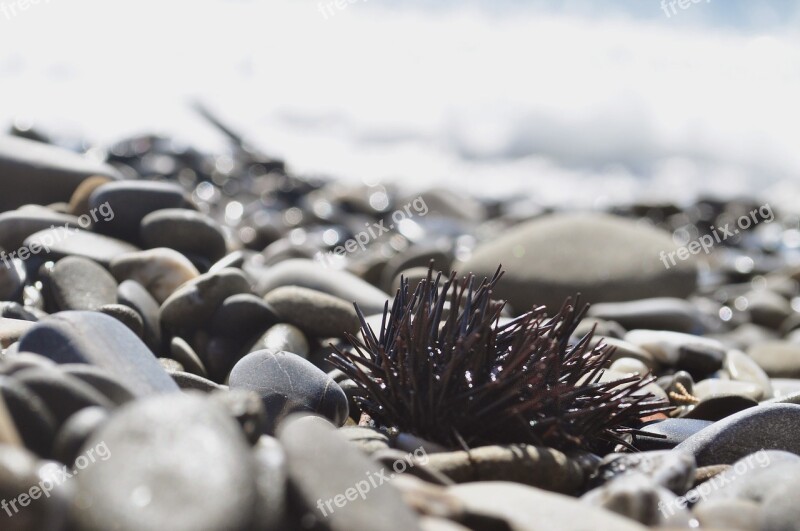 Urchin Animal Aquatic Water Wildlife