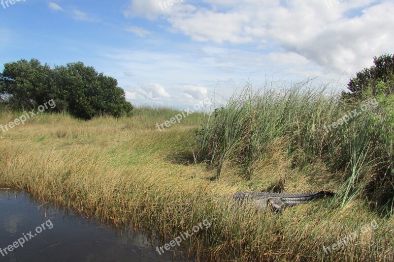 Everglades Water Crocodile Swam Florida