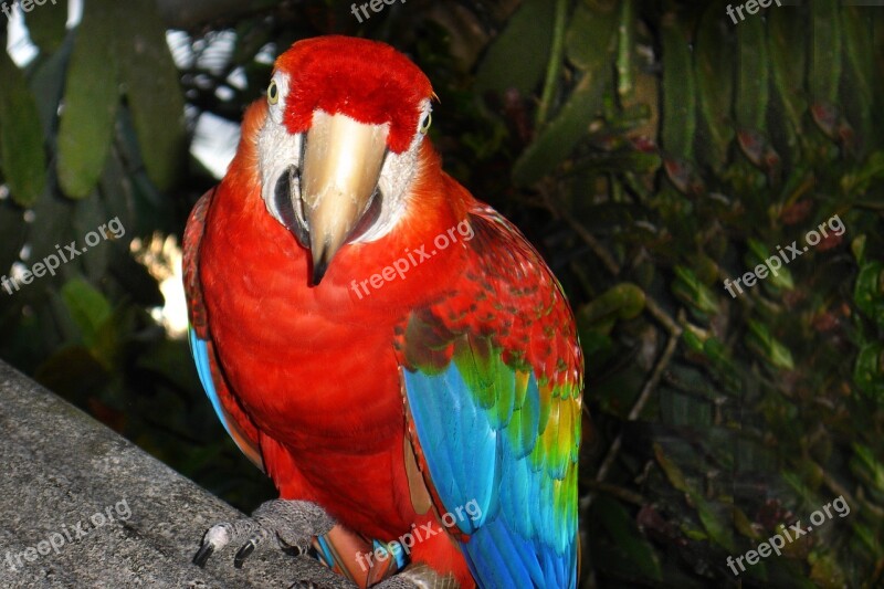 Arara Tropical Bird Atlantic Forest Nature Free Photos