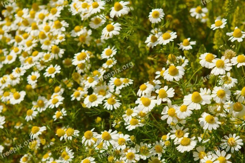 Flowers Nature Chamomile Spring Natural