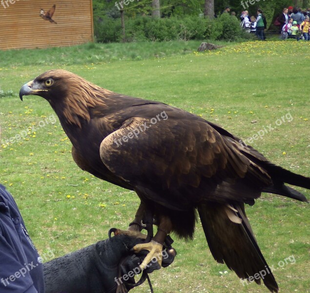 Zoo Bird's Eye View Adler Free Photos