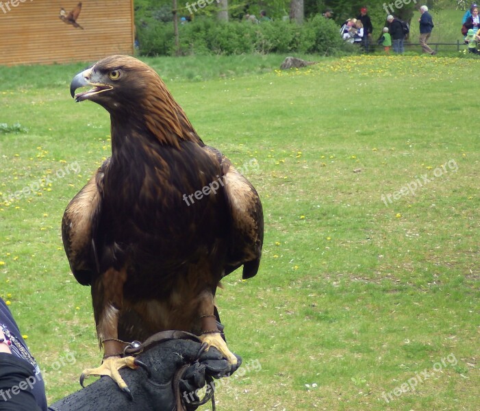 Zoo Bird's Eye View Adler Free Photos