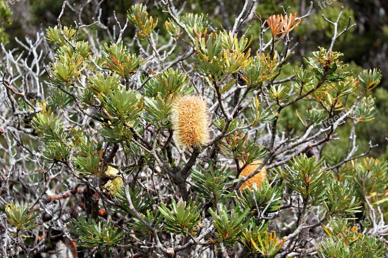 Bottlebrush Tree Bush Flower Yellow