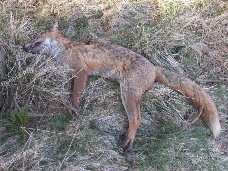 Dead Fox Death Predator Animal