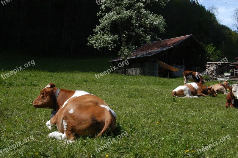 Cows Switzerland Milk Free Photos