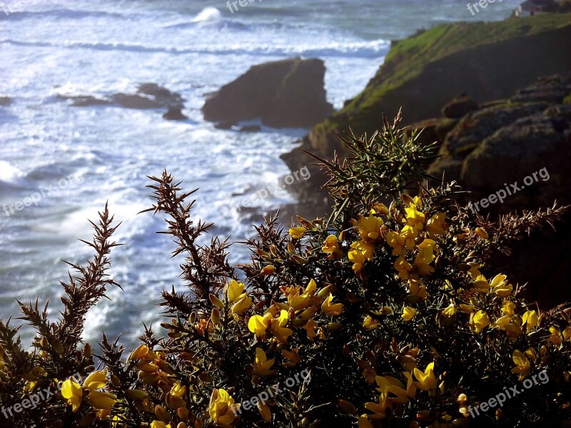 Broom Coast Cliff Cornwall Sea