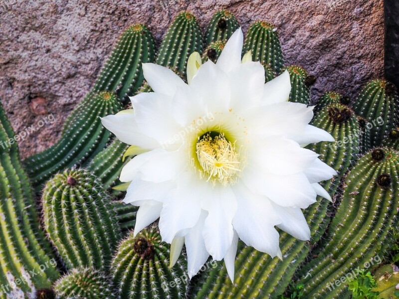 Cactus Rhodolia Rosea Quills White Flower Free Photos